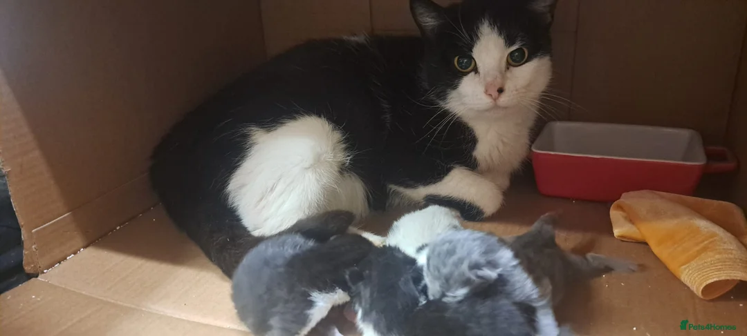 Mixed Breed cats for sale: 3 of the fluffiest, friendliest kittens for sale! - Advert 2