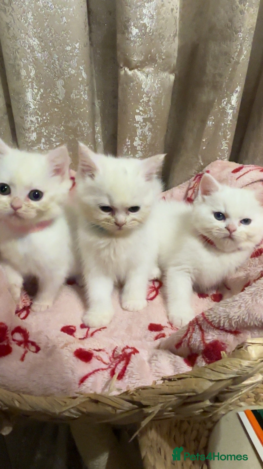 Perdoll cats for sale: 🐾🤍 BEAUTIFUL PERSIAN X RAGDOLL KITTENS 🤍🐾 - Advert 1