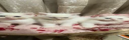 Perdoll cats for sale: 🐾🤍 BEAUTIFUL PERSIAN X RAGDOLL KITTENS 🤍🐾 - Advert 1