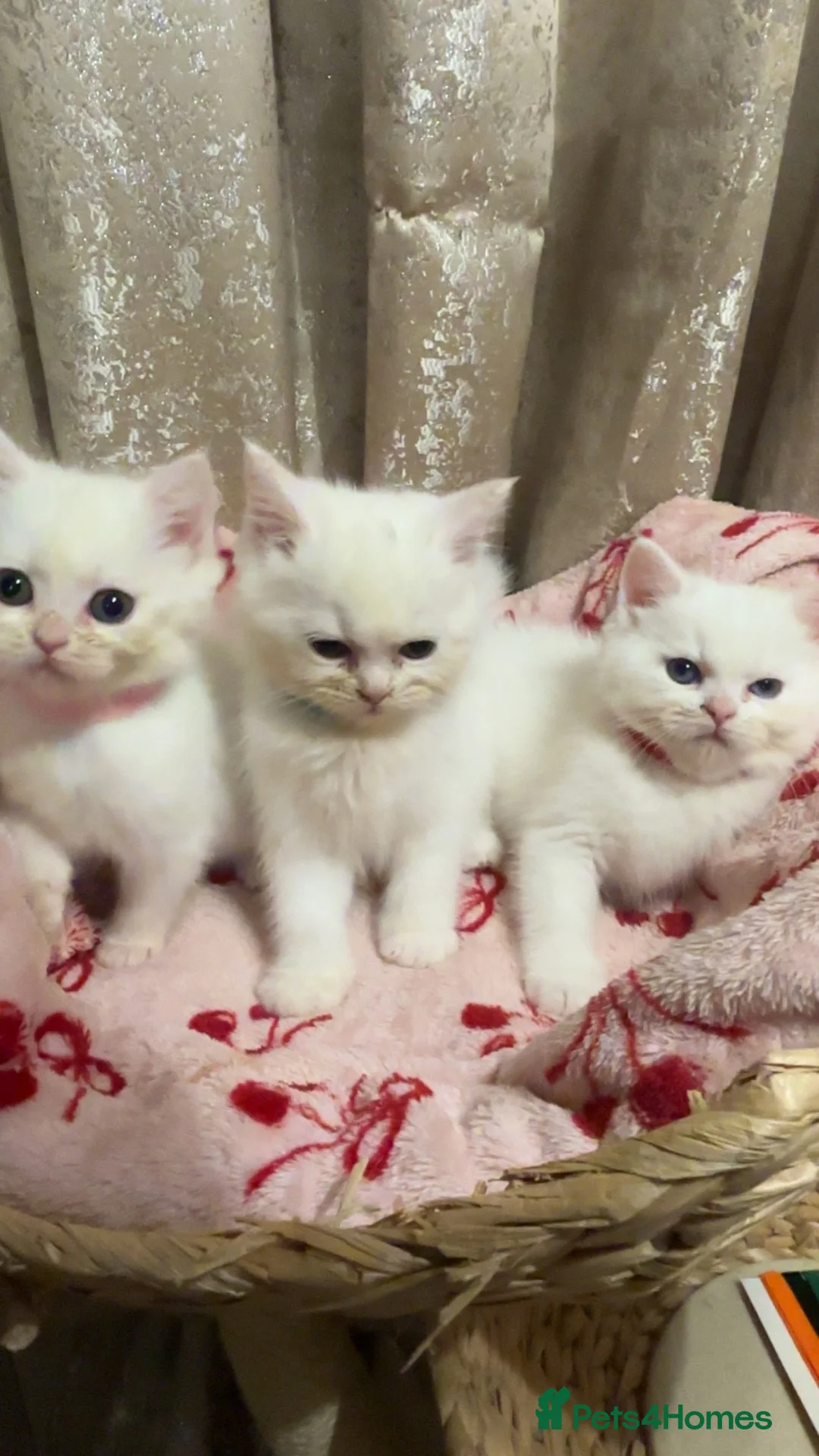 Perdoll cats for sale: 🐾🤍 BEAUTIFUL PERSIAN X RAGDOLL KITTENS 🤍🐾 - Advert 1
