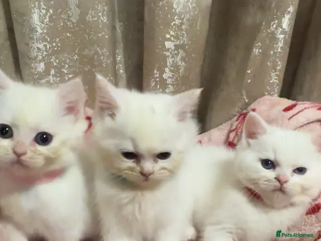 Perdoll cats for sale: 🐾🤍 BEAUTIFUL PERSIAN X RAGDOLL KITTENS 🤍🐾 - Advert 1