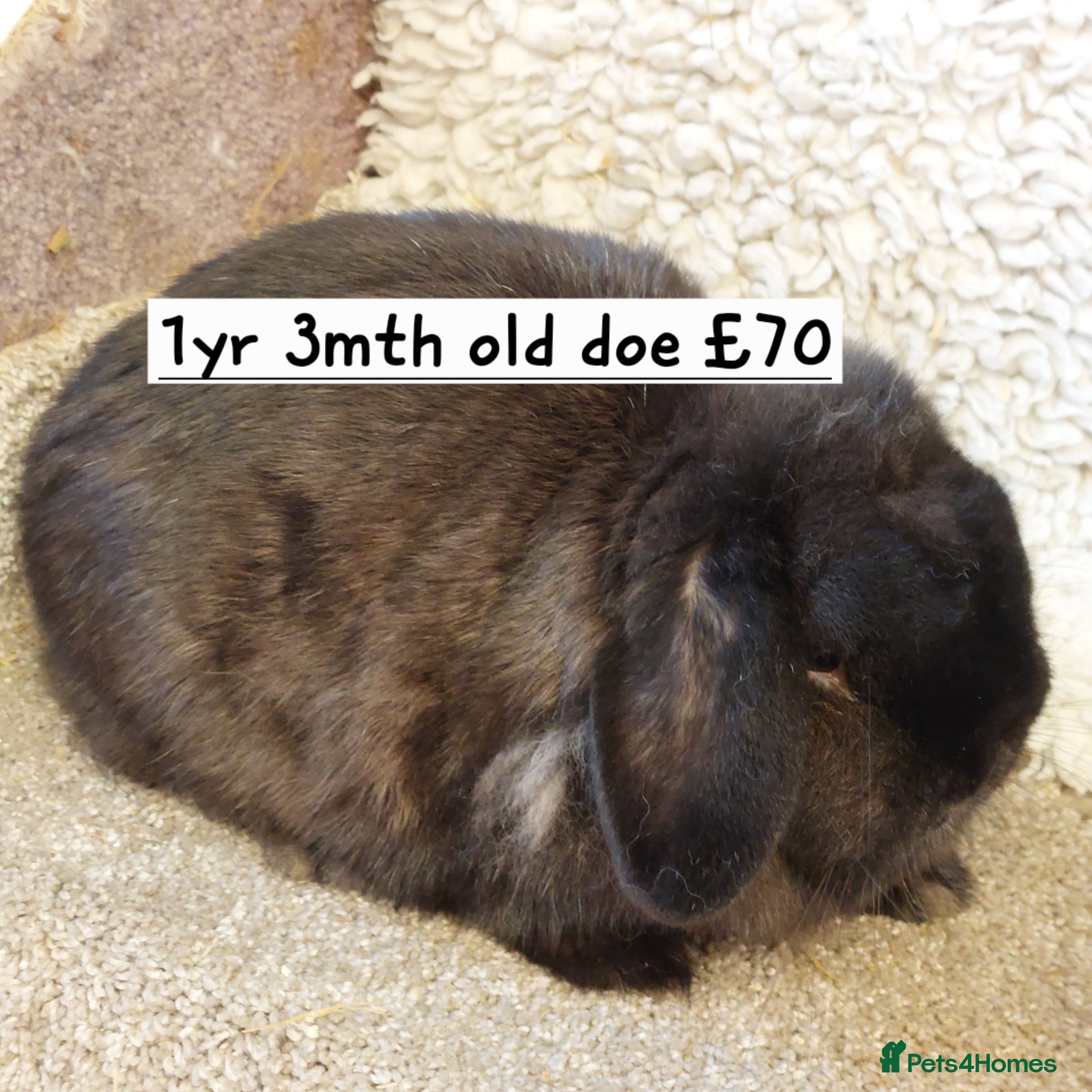 Mini Lop rabbits  Beautifull freindly minilop Does &bucks - Advert 19