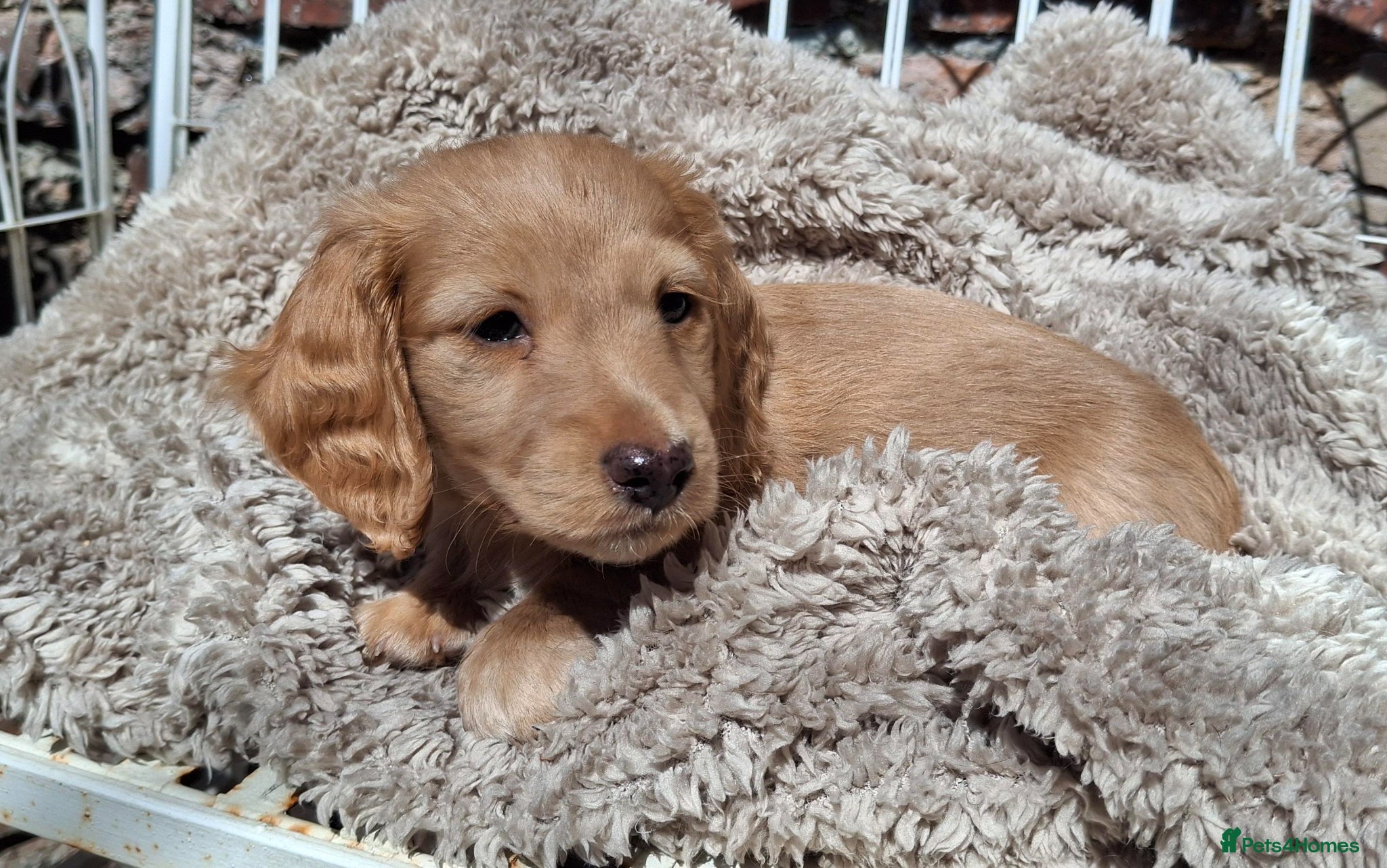 Miniature Dachshund dogs Mini Long Haired Dachshund - Advert 4