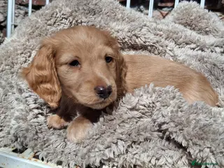 Miniature Dachshund dogs Mini Long Haired Dachshund - Advert 4