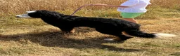 Bernedoodle dogs for sale: Adorable 6 month old Bernadoodle - Advert 4