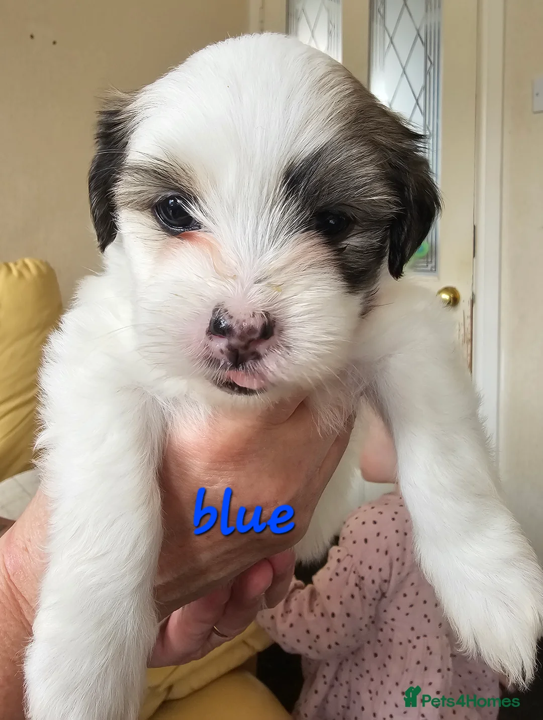 Mixed Breed dogs for sale: Puppies - Advert 14