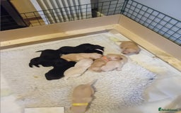 Labrador Retriever dogs for sale: Beautiful litter of labradors  - Image 13