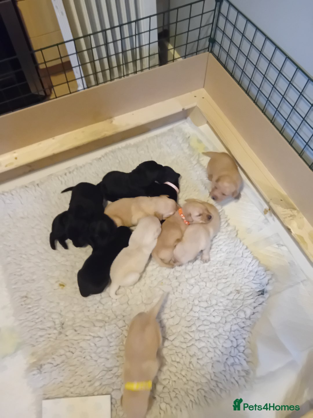 Labrador Retriever dogs for sale: Beautiful litter of labradors  - Image 13