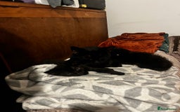 British Shorthair cats for sale: 2 black female domestic shorthairs  - Image 3