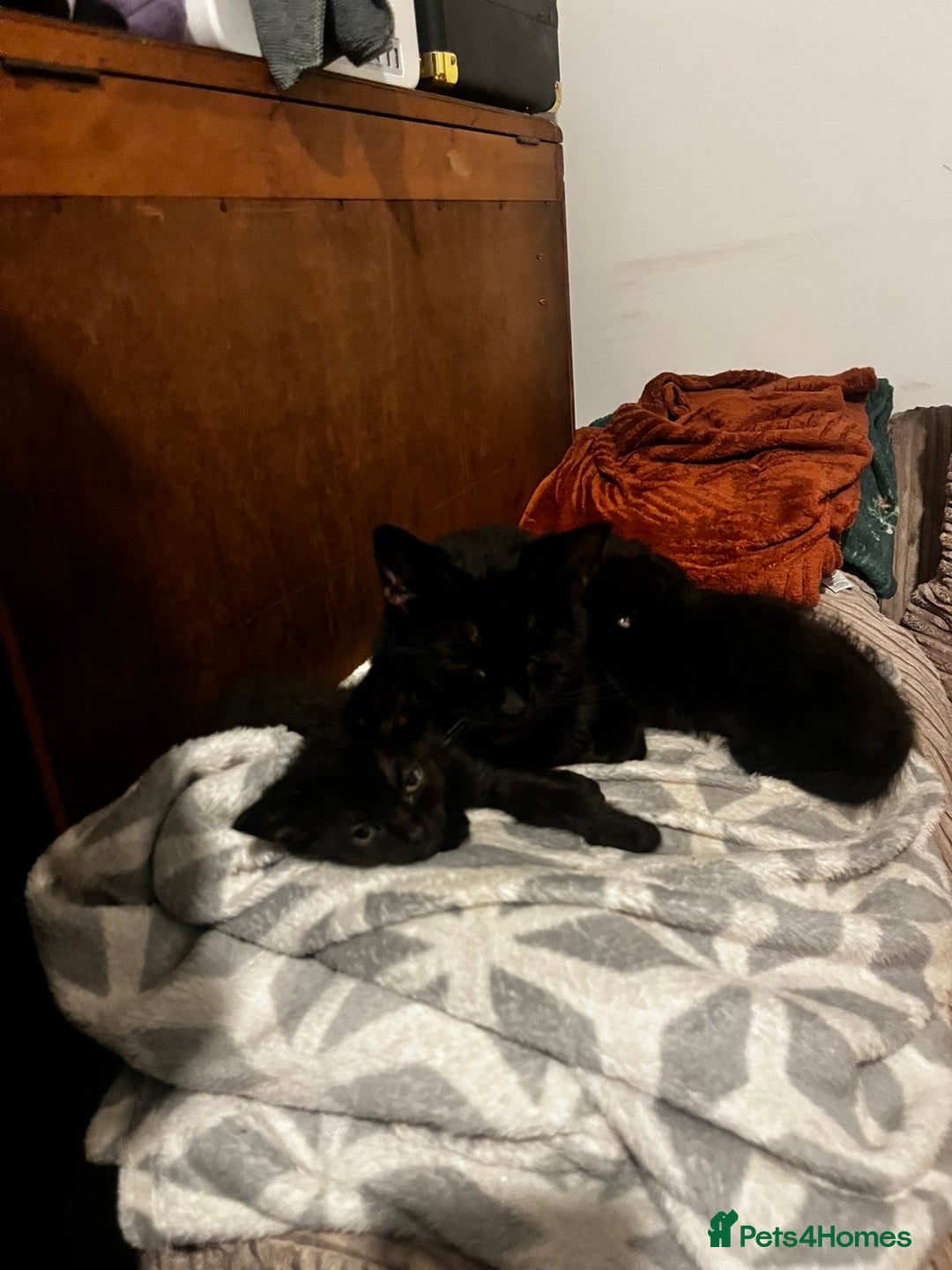 British Shorthair cats for sale: 2 black female domestic shorthairs  - Image 3