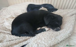 Mixed Breed dogs for sale: 4x Lab×Collie puppys - Image 7
