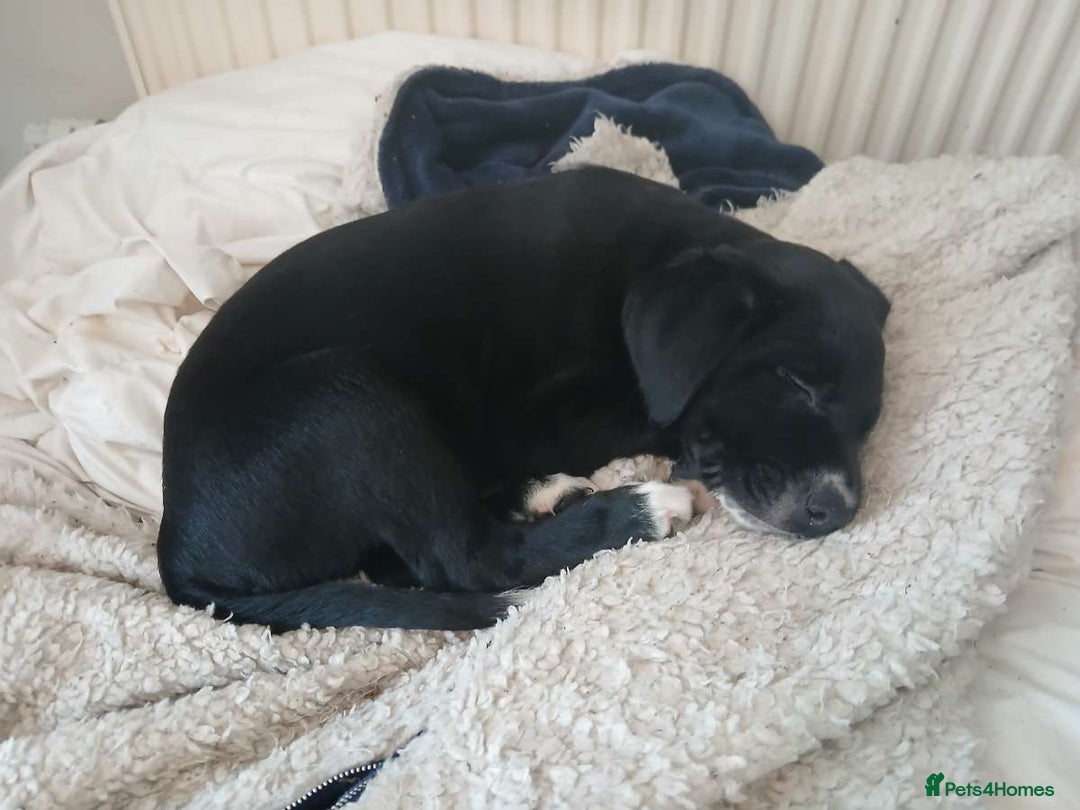 Mixed Breed dogs for sale: 4x Lab×Collie puppys - Image 7
