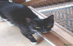 Mixed Breed cats for adoption: FAITH - Image 2