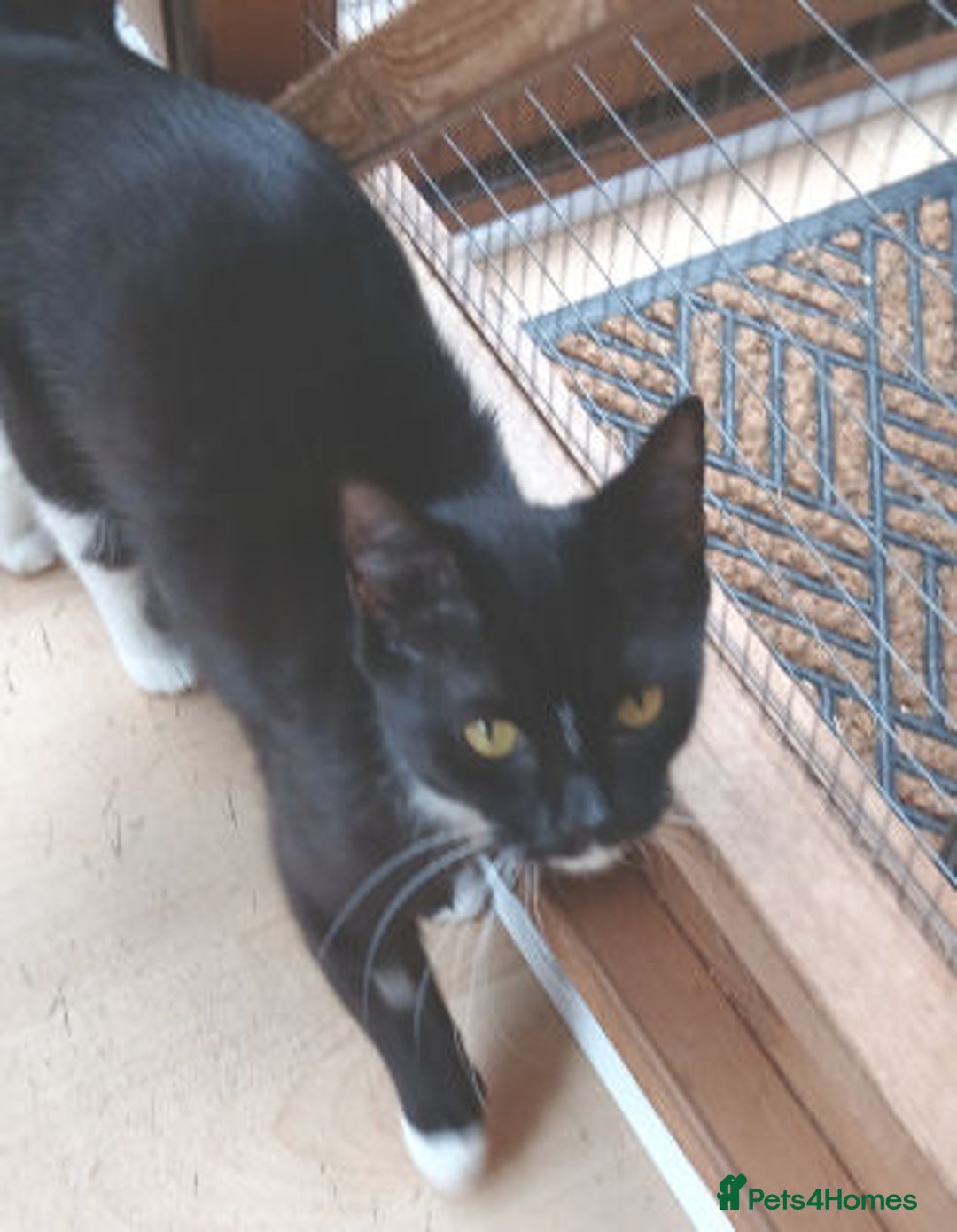 Mixed Breed cats for adoption: FAITH - Image 2