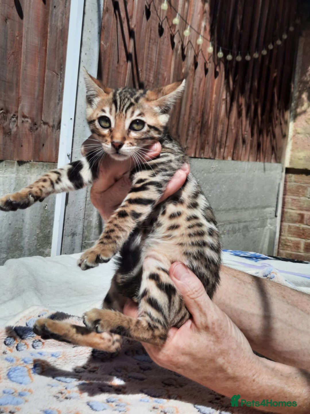 Bengal cats for sale: STUNNING GLITTER PELTED TICA REG BENGAL KITTENS - Image 5