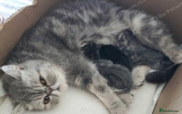 Exotic cats for sale: Stunning  Brown Classic tabby  little girll - Image 2