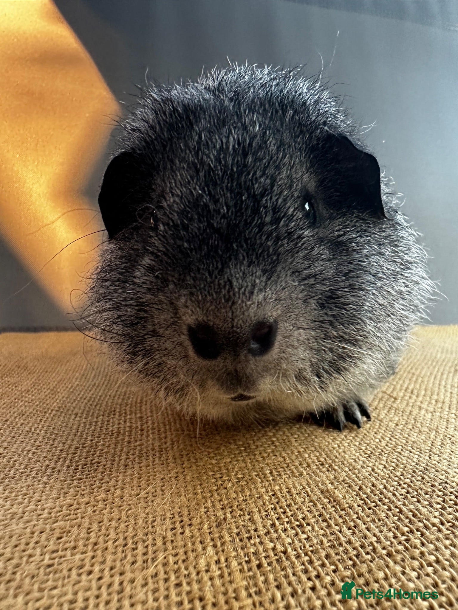 Guinea Pig rodents Rex Boar - DoB: 07:12:25 - Advert 2