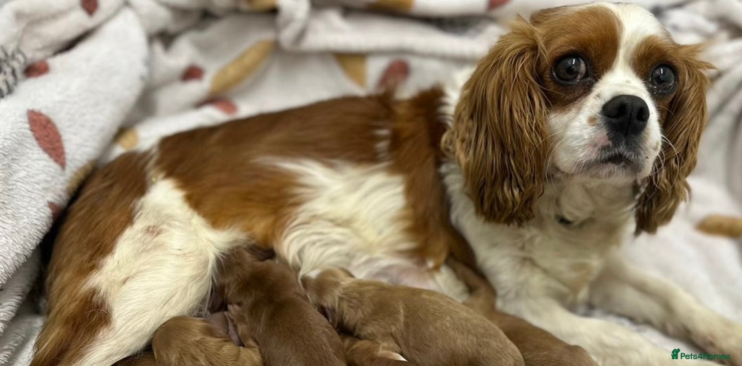 Cavapoo dogs for sale: Gorgeous Toy F1 Cavapoo Puppies  - Advert 6