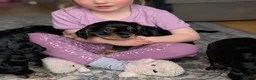 Cocker Spaniel dogs for sale: One female puppy left  - Advert 10
