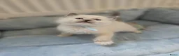Ragdoll cats for sale: 5Gen Ped Ragdoll Kittens&Ready2Reserve - Advert 27