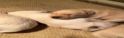 Labrador Retriever dogs for sale: Stunning Yellow Labrador Dog Puppies - Advert 5