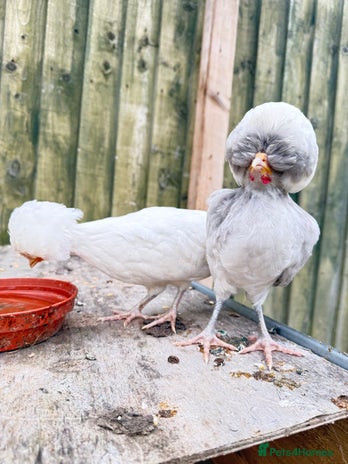 Chickens poultry - Advert 2