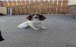 English Springer Spaniel dogs for sale: English Springer spaniel pups - Image 4