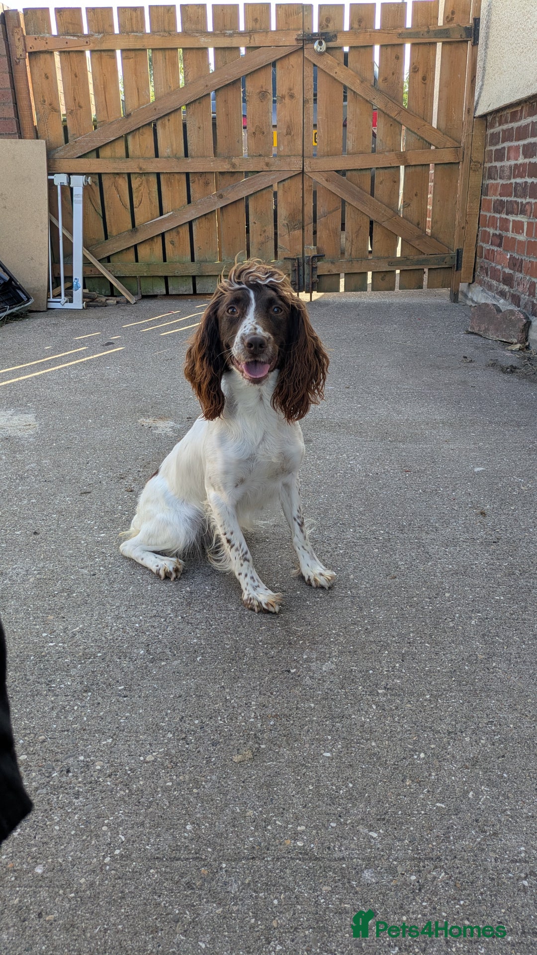 English Springer Spaniel dogs for sale: English Springer spaniel pups - Image 4