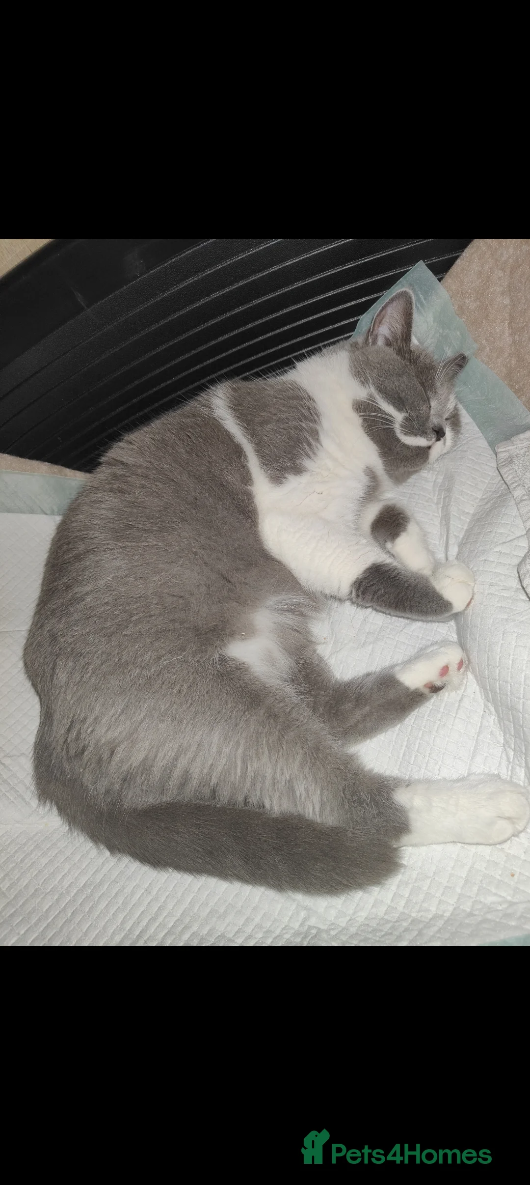 British Shorthair cats for sale: GCCF Registered Chunky British Shorthair kittens  - Advert 2