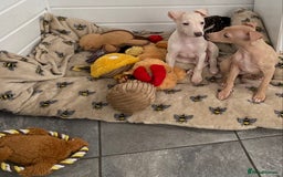 Italian Greyhound dogs for sale: ITALIAN GREYHOUND PUPPIES  - Advert 4