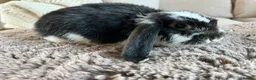 French Lop rabbits for sale: French Lops ready to leave  - Advert 19