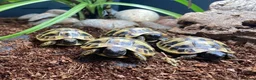 Hermann Tortoise reptiles for sale: Hermanns Tortoise Hatchling Baby - Advert 2
