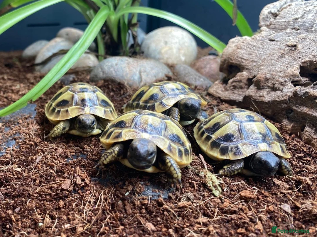 Hermann Tortoise reptiles for sale: Hermanns Tortoise Hatchling Baby - Advert 2
