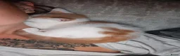 Mixed Breed cats for sale: Brothers. 2 beautiful kittens for sale  - Advert 4