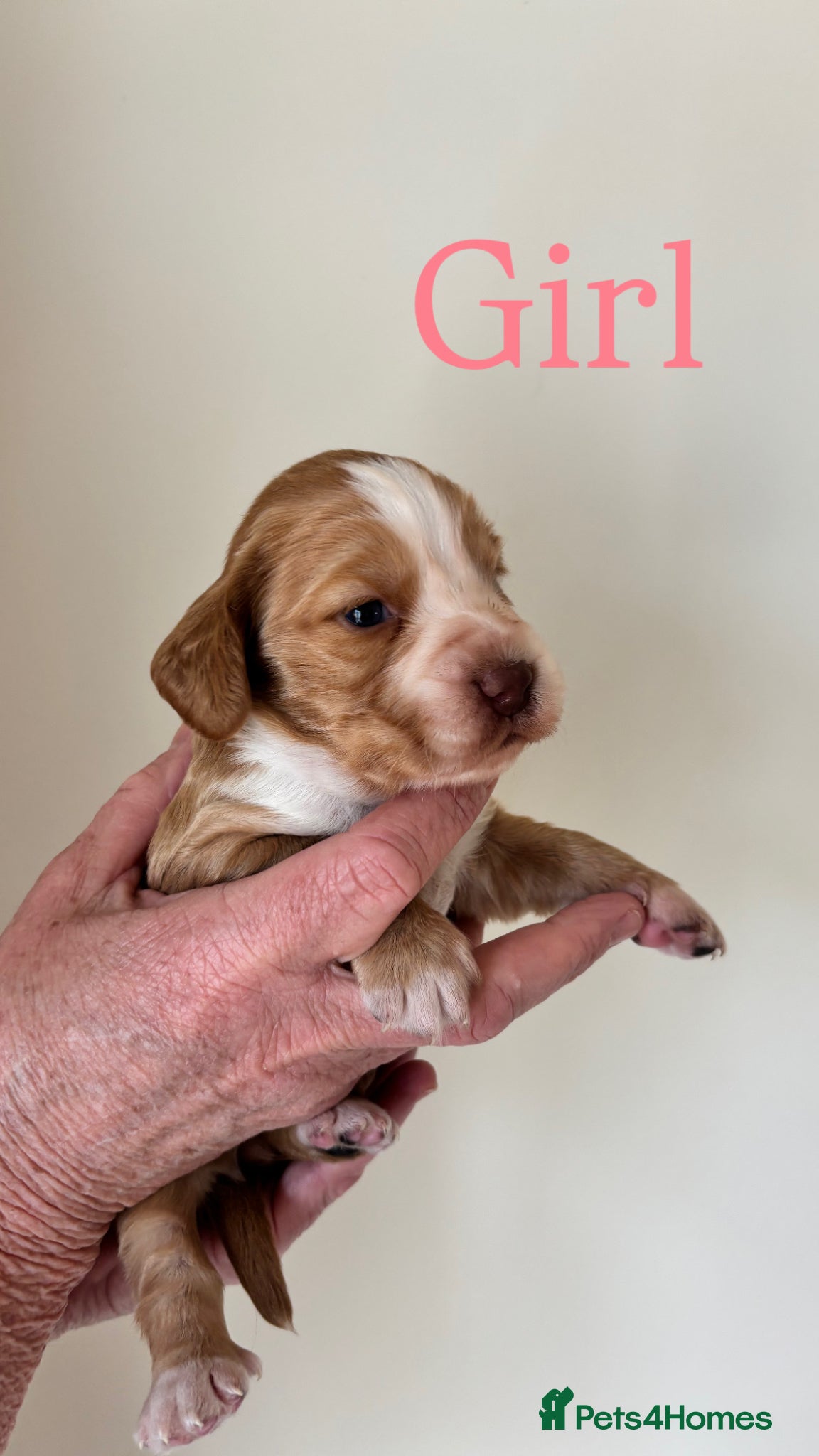 Cocker Spaniel dogs 6 BEAUTIFUL SISTERS NEED A HOME🐶🩷 - Advert 3