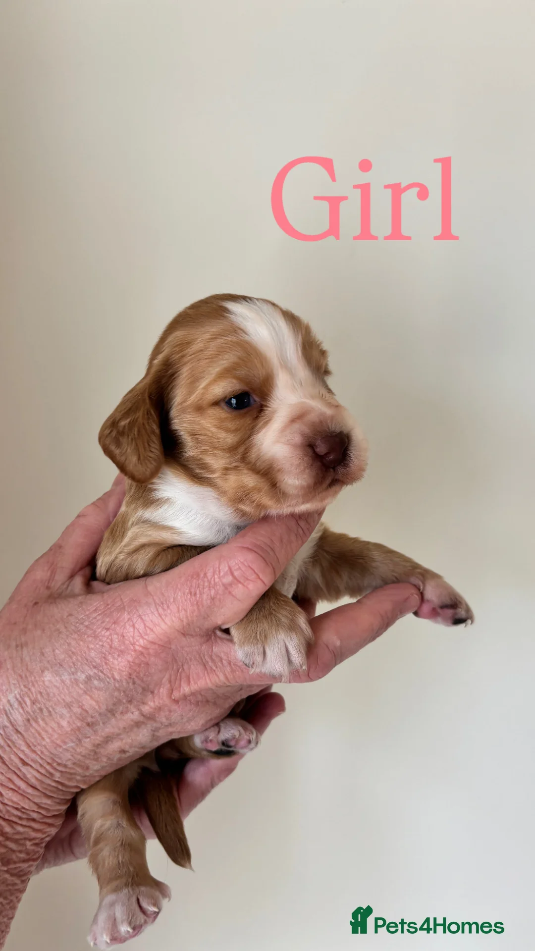 Cocker Spaniel dogs for sale: 6 BEAUTIFUL SISTERS NEED A HOME🐶🩷 - Advert 1