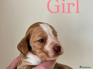 Cocker Spaniel dogs 6 BEAUTIFUL SISTERS NEED A HOME🐶🩷 - Advert 13