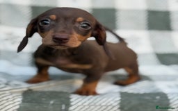 Miniature Dachshund dogs for sale: KC Reg Miniature Dachshund Puppies  - Image 15