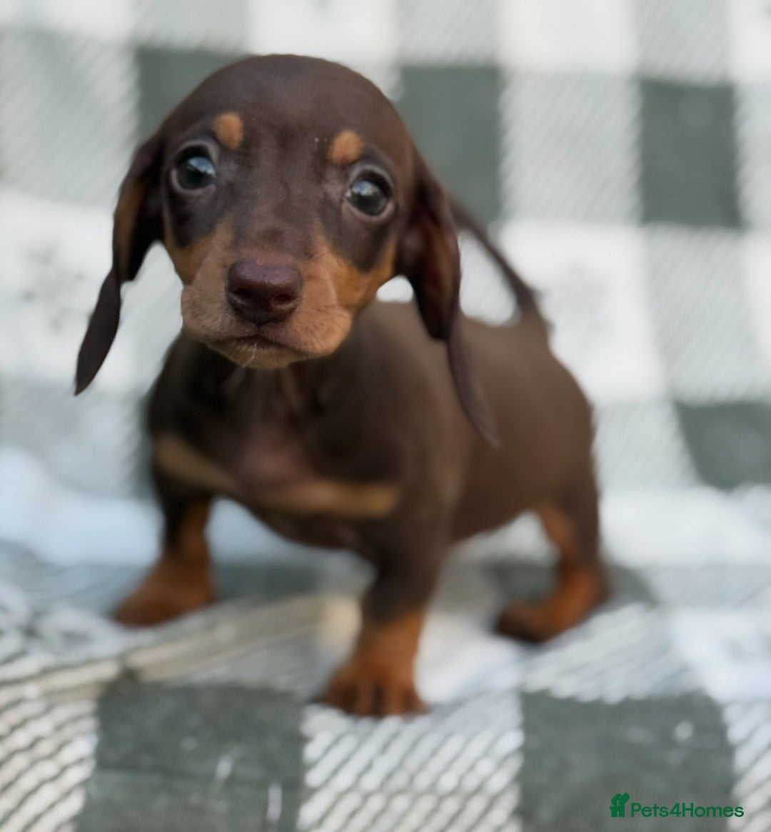 Miniature Dachshund dogs for sale: KC Reg Miniature Dachshund Puppies  - Image 15