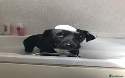 Mixed Breed dogs for sale: Staffy cross female for rehoming  - Image 3
