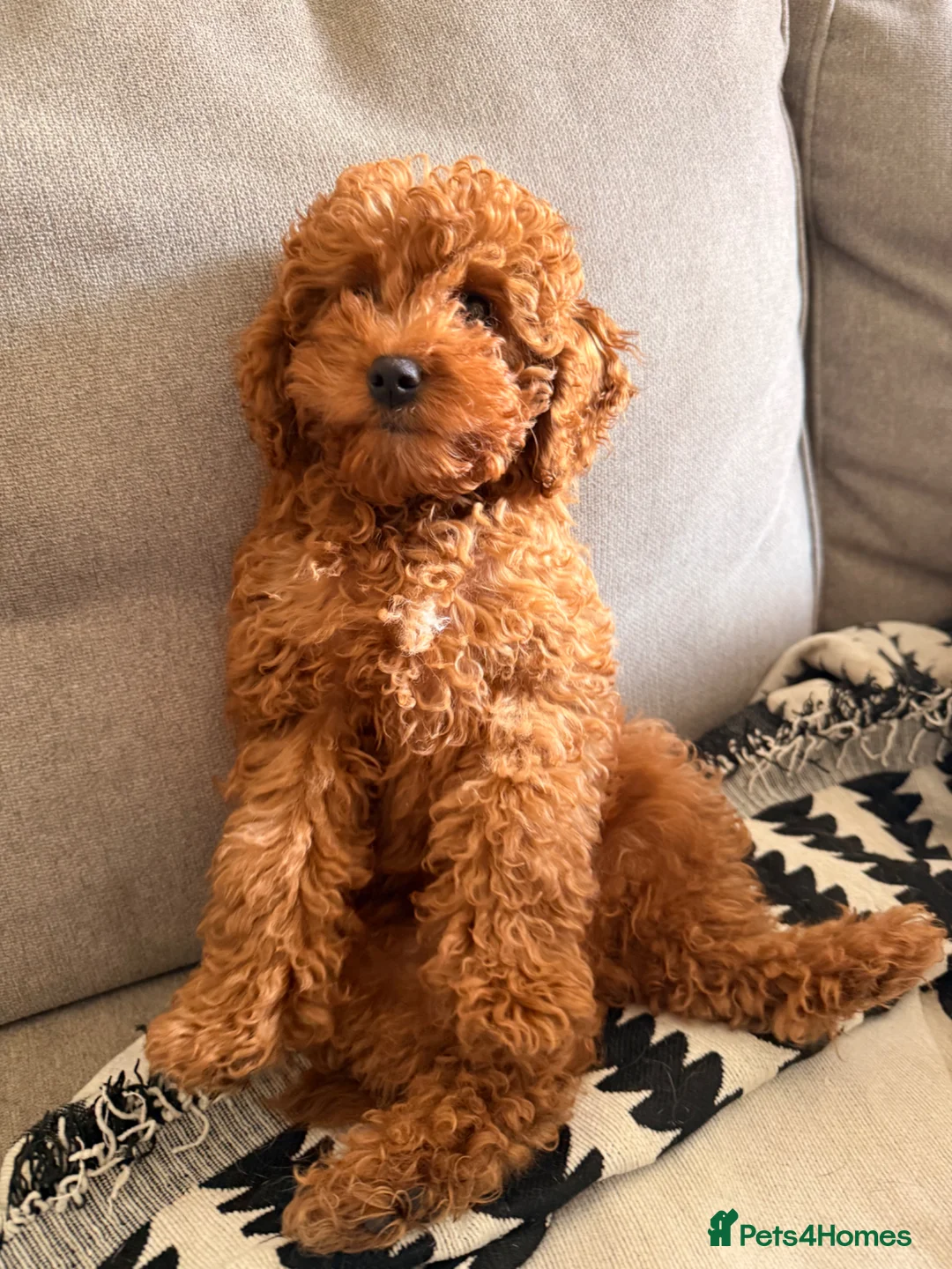 Cavapoo dogs for sale: Gorgeous female cavapoo puppy (pick of the litter) - Advert 2