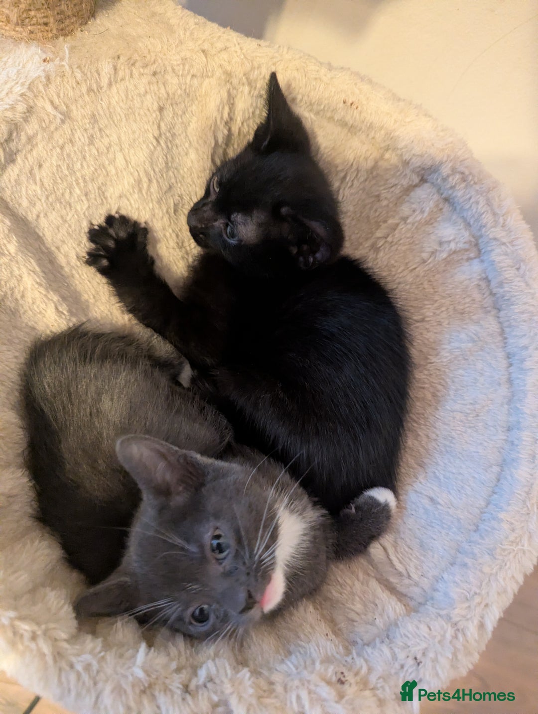 Mixed Breed cats for sale: Beautiful kittens  - Advert 4