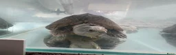 Terrapin reptiles for sale: Pair of terrapins  in Lanark - Advert 6