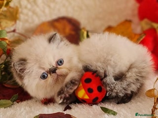 Persian cats - Advert 3