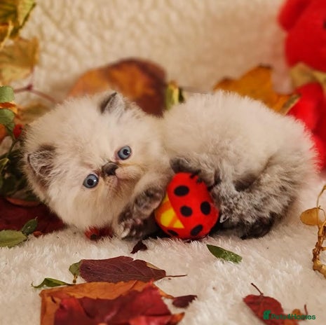 Persian cats - Advert 5