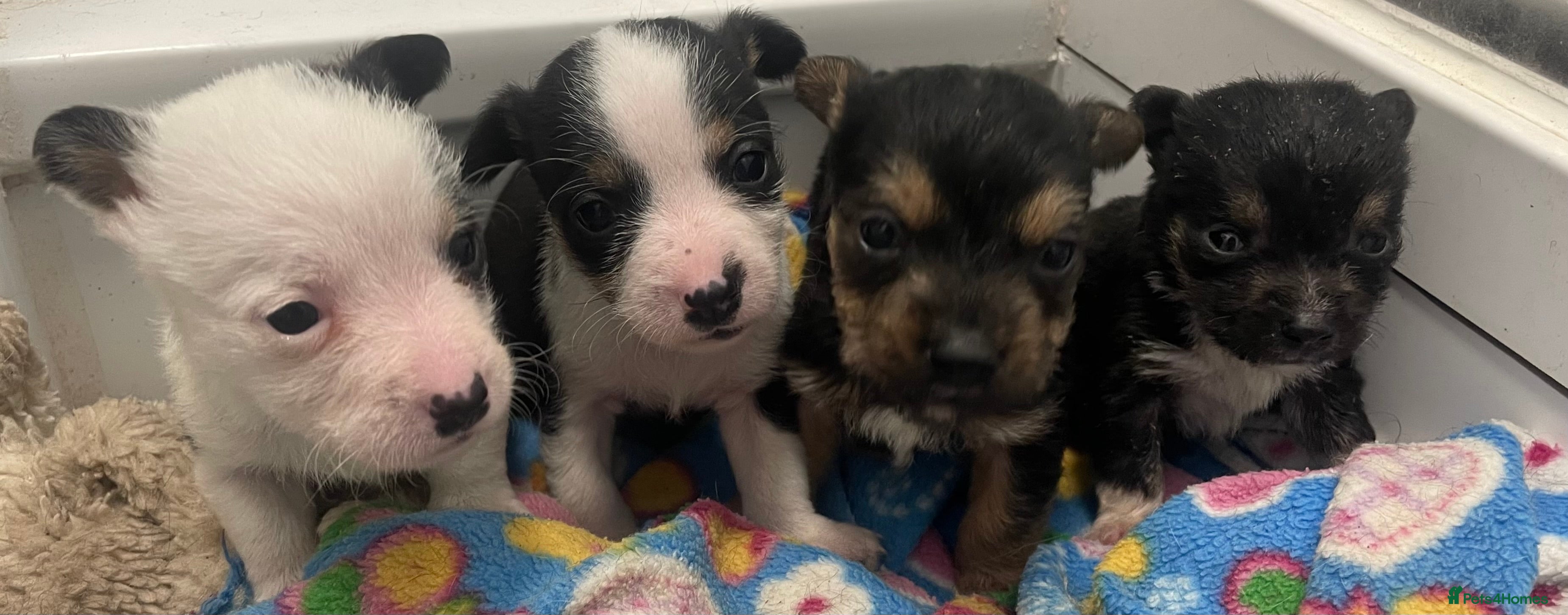 Mixed Breed dogs Yorkshire terrier/ jack Russell puppies  - Advert 1