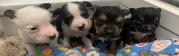 Mixed Breed dogs for sale: Yorkshire terrier/ jack Russell puppies  - Advert 1