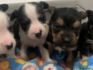 Mixed Breed dogs Yorkshire terrier/ jack Russell puppies - Advert 1