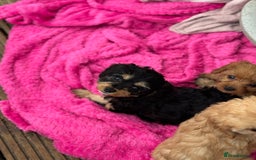 Cavapoo dogs for sale: Health-checked calm loving pups - Image 22