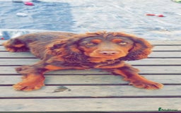 Cocker Spaniel dogs for sale: Kc chocolate and tan cocker spaniel  - Image 2